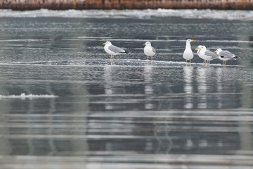 Gulls on a drifting ice floe © rostovdriver