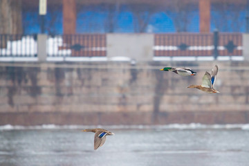 Mallard Ducks Flying Over the Autumn Countryside
