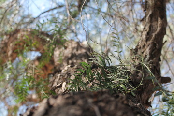 Close up árbol