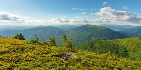 mountain scenery in summer afternoon. fluffy clouds on a blue sky above the distant ridge. spruce trees on a grassy alpine meadow. beautiful carpathian landscape in evening light