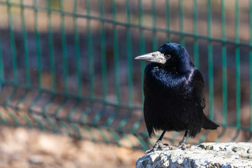 Black Carrion Crow or Corvus corone bird in city