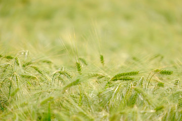 Green spikes in cultivated agricultural field. Early farming stage. Agriculture concept. Space for text.