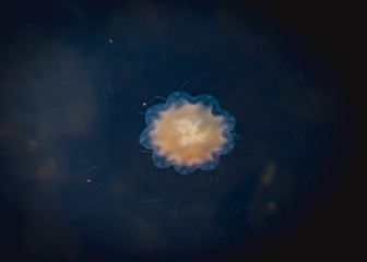 Meduza u wybrzeży norwegii © Dreamnordno