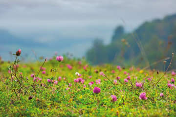 grassy meadow with clover flowers. lovely countryside rural background. gloomy morning with overcast sky