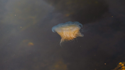 Meduza u wybrzeży norwegii © Dreamnordno