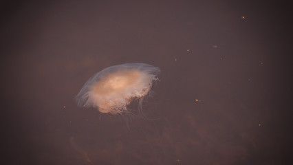 Meduza u wybrzeży norwegii © Dreamnordno