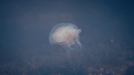 Meduza u wybrzeży norwegii © Dreamnordno