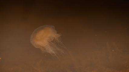 Meduza u wybrzeży norwegii © Dreamnordno