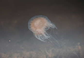 Meduza u wybrzeży norwegii © Dreamnordno