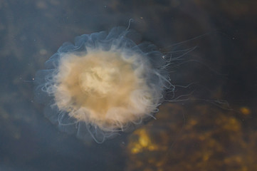 Meduza u wybrzeży norwegii