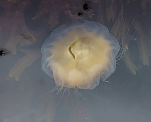 Meduza u wybrzeży norwegii © Dreamnordno