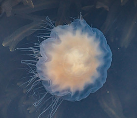 Meduza u wybrzeży norwegii © Dreamnordno