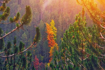 Fall forest in mountains. Autumn nature landscape background. Sunshine in forest scenery view. Natural national park with autumn trees. Warm red yellow colors foliage. Mount Olympus, Greece, Europe