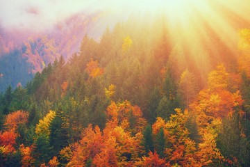 Fall forest in mountains. Autumn nature landscape background. Sunshine in forest scenery view. Natural national park with autumn trees. Warm red yellow colors foliage. Mount Olympus, Greece, Europe