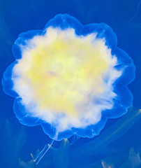 Meduza u wybrzeży norwegii © Dreamnordno