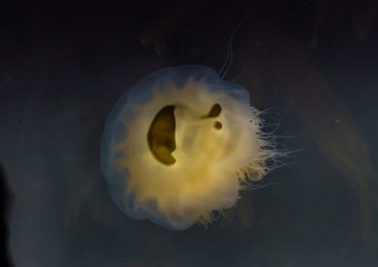 Meduza u wybrzeży norwegii © Dreamnordno