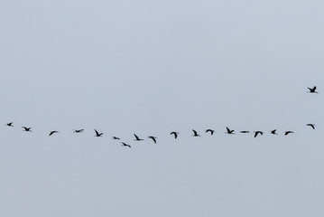 Flock of Plegadis falcinellus birds