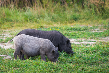 Vietnamese Pot-bellied pig on grass