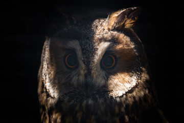 Long-eared owl or Asio otus in cage