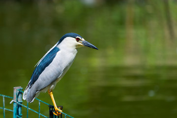 Black-crowned Night Heron or Nycticorax nycticorax