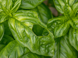 basil plant with hole, insect, beetle damage