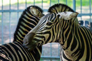 Fototapeta na wymiar Portrait of zebra in zoo