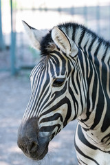 Fototapeta na wymiar Zebra Chapman, Equus Burchelli Chapmani