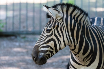 Obraz na płótnie Canvas Zebra Chapman, Equus Burchelli Chapmani