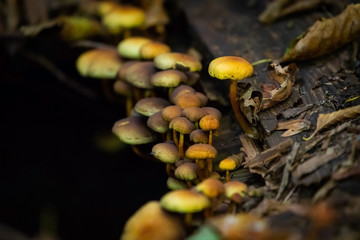 Many dangerous inedible mushrooms in a dark forest. Poisonous mushrooms, hazardous to health