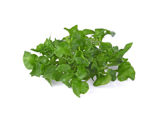 Watercress isolated on white background