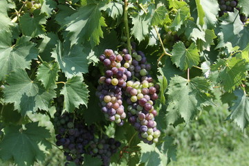 Chandler Hill Winery Grapes Missouri 2019
