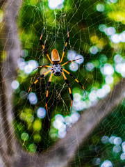 Florida Golden Spider on a Web front view