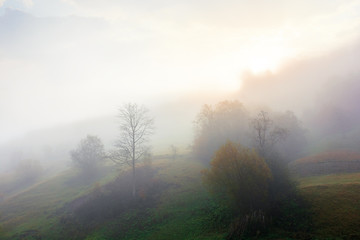 thick fog in autumn countryside. trees on hills in rural area. sunlight breaking through. mysterious weather phenomenon