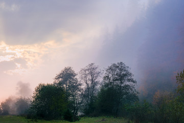 thick fog in autumn countryside. trees on hills in rural area. sunlight breaking through. mysterious weather phenomenon at sunrise