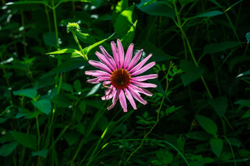 015-flower-wdsm-25jul19-12x08-008-500-2147