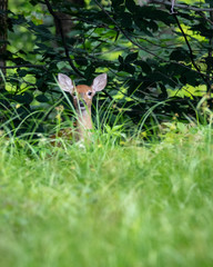 Whitetail fawn hiding on the edge of the forest. playing peek a boo with wildlife. 