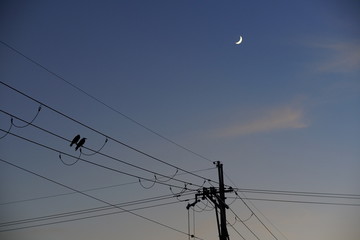 夕焼けとカラスのツガイ