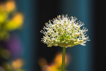 flower on black background