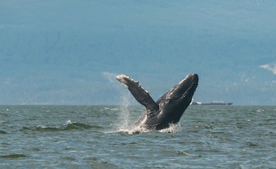 humpback back breach