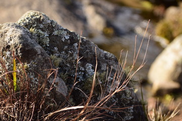 naturaleza