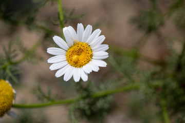 Close-up shot of daisies. It has white petals and yellow center.