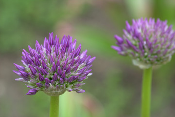 purple flower
