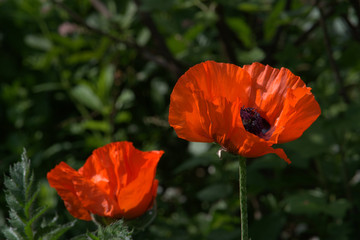 red poppy in field