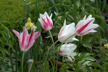 pink and white tulips in the garden