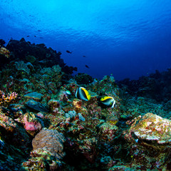 Fototapeta na wymiar Banner fish swimming over the reef