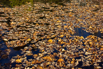autumn leaves in water