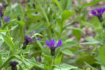 bee on purple flower