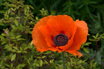 red poppy