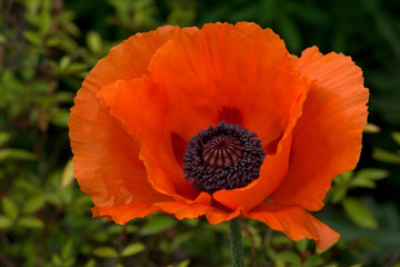 red poppy