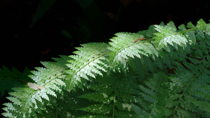 Fresh ferns in a park with beautiful light and shadow, natural beauty for background and copy space usage.